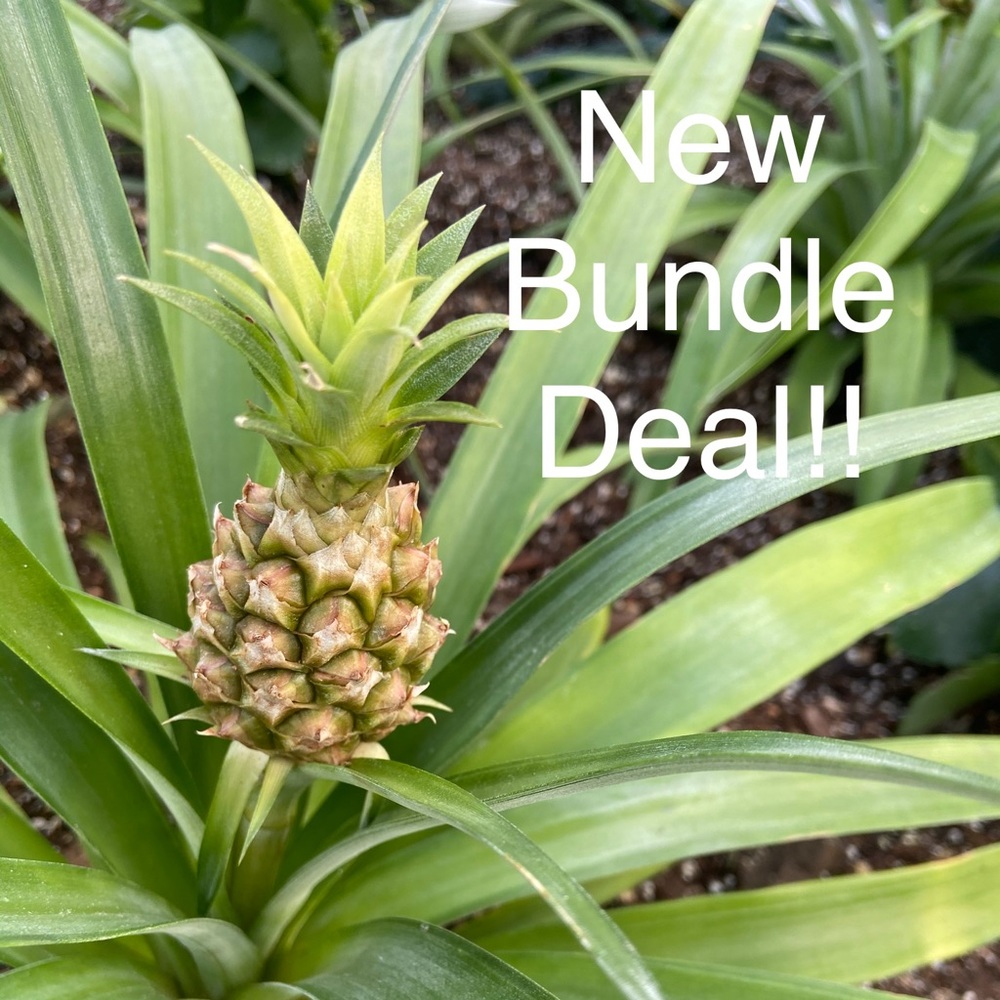 ATTENTION! New Bundle Deal!